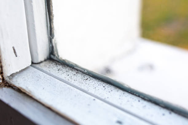 Best Mold Damage Restoration  in Hurley, NM