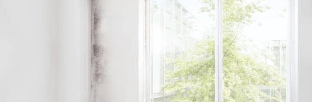 Mold Remediation for Rental Properties in Hurley, NM