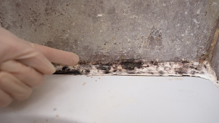 Best Water Damage & Mold Remediation  in Hurley, NM