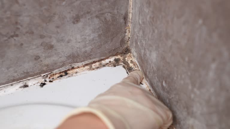Best Asbestos and Lead Testing During Mold Inspection  in Hurley, NM